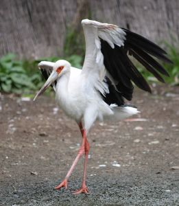 "Ciconia maguari IMG 8588 Palmitos Park gran canaria" by Bjoertvedt - Own work. Licensed under Creative Commons Attribution-Share Alike 3.0 via Wikimedia Commons - http://commons.wikimedia.org/wiki/File:Ciconia_maguari_IMG_8588_Palmitos_Park_gran_canaria.JPG#mediaviewer/File:Ciconia_maguari_IMG_8588_Palmitos_Park_gran_canaria.JPG