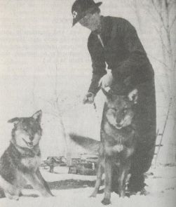 The_Clever_Coyote_(1951)_Coydogs