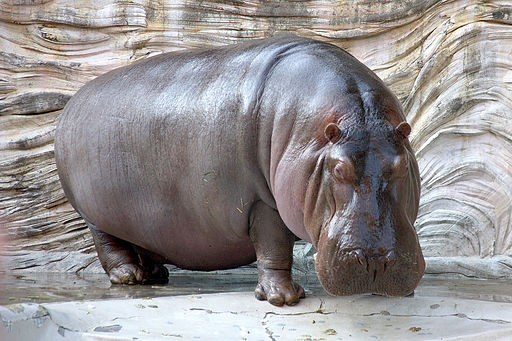 Hippopotamus_-_04-kabbachi
