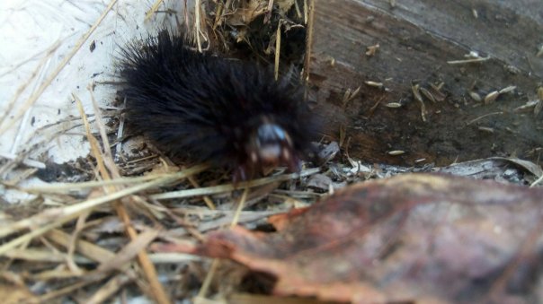 Just a caterpillar from my lawn. 