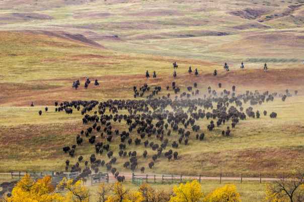 herd of buffalo raging